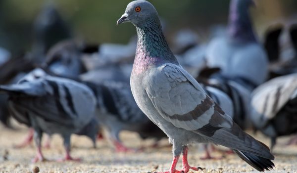 hygienelutte_contre_les_pigeons__026712000_1046_18102017