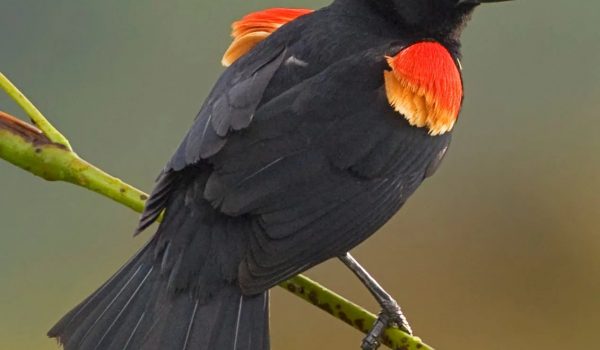 male-red-winged-blackbird-common-1-scaled-e1610134293199_jpg_85