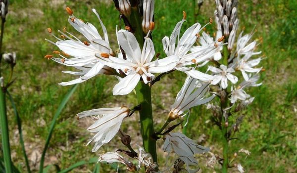 maquis-corse-plantes-asphodele