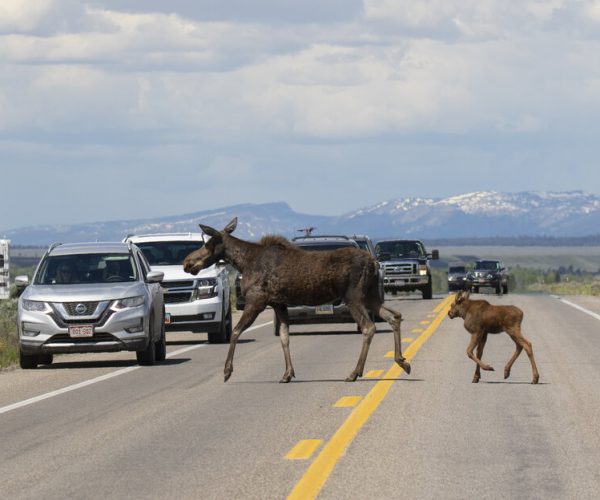 moose_crossing_road