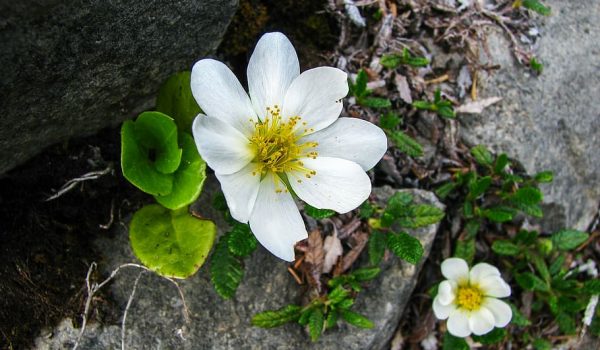 mountain-avens-alpine-flower-alpine-flora-alpine-plant