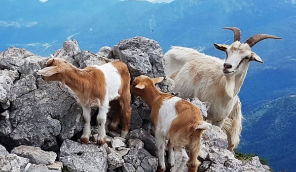 mountain-goats-julian-alps-slovenia-1024x768