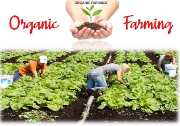 organic-farming-book-pdf-1-1200x806