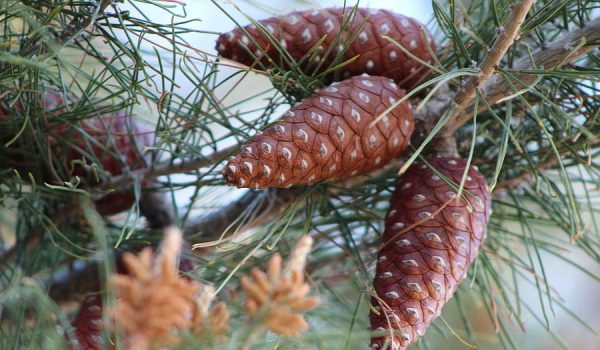 ponderosa-pine-cones-in-tombstone-colleen-cornelius