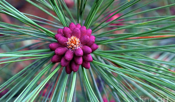 ponderosa-pine-flower-bruce-block