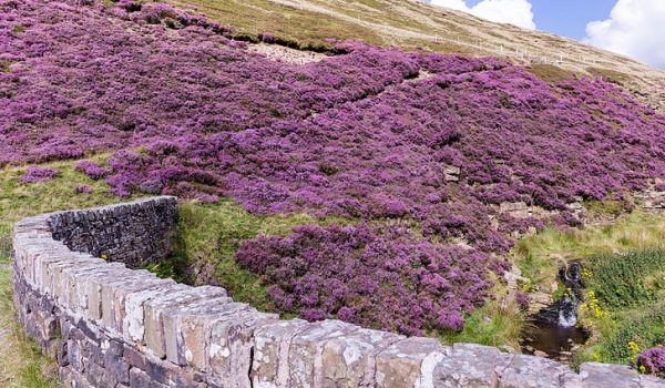 purple-calluna-vulgaris-flowers-slope-moor-wallpaper-preview
