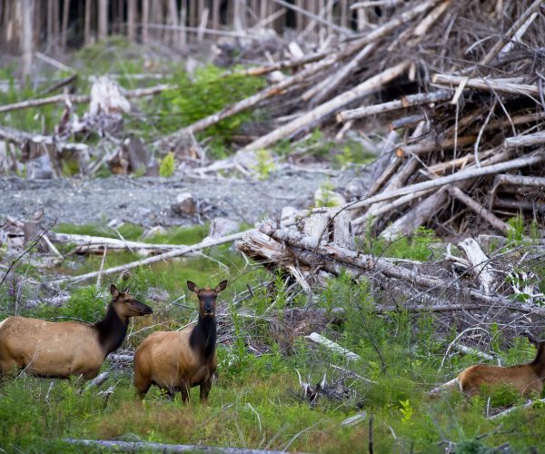 roosevelt-elk-cervus-elaphus-roosevelti-in-a-cut-forest-east-coast-near-telegraph-cove-vancouver-island-british-columbia-canada-july-590532428-5897a5553df78caebc299a6b