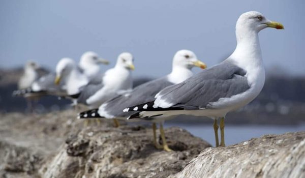 seagulls