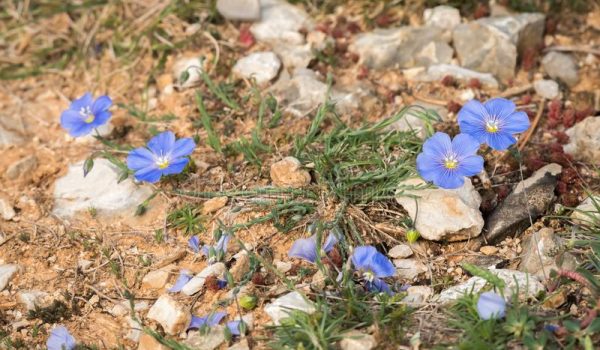 small-blue-flax-growing-ground-meditteranean-scrubland-closeup-small-blue-flax-blossoms-growing-ground-102689928