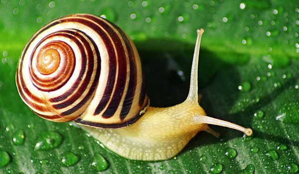 High Angle View Of Snail On Wet Leaf