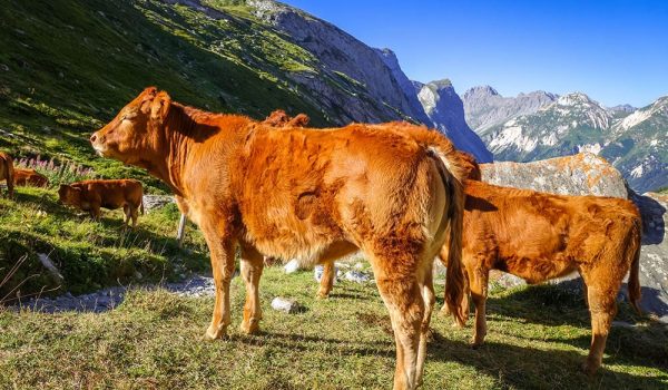 tarenthaise-cows_Daboost_Shutterstock