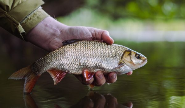 Angler releases a roach caught on breadflake