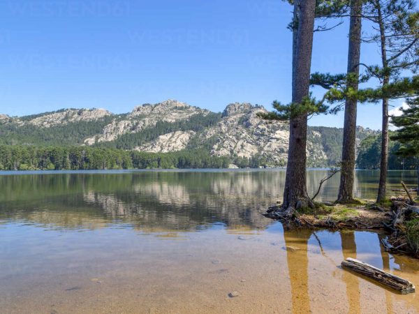 Trees on the shore of Lac de l'Ospedale in the mountains of Corsica, France, Mediterranean, Europe