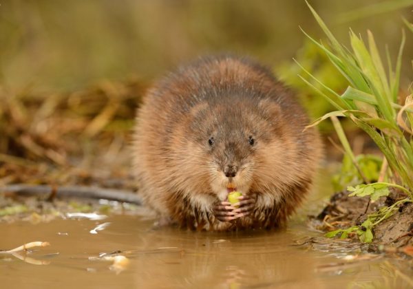 vilda_137230_rollin_verlinde__muskusrat