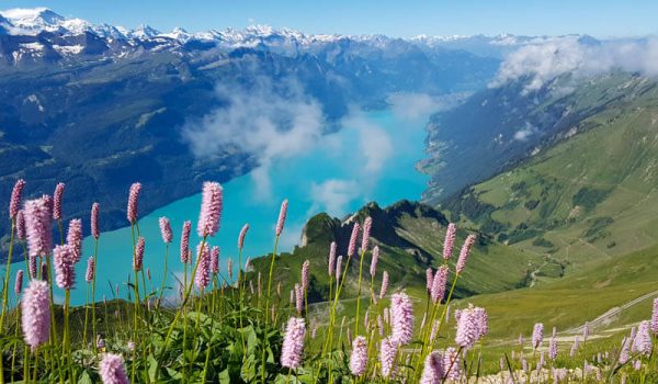 wildflowers-brienz-rothorn-ridge