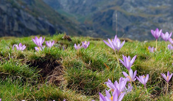 wildflowers900h