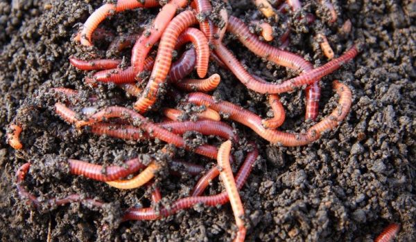 worms